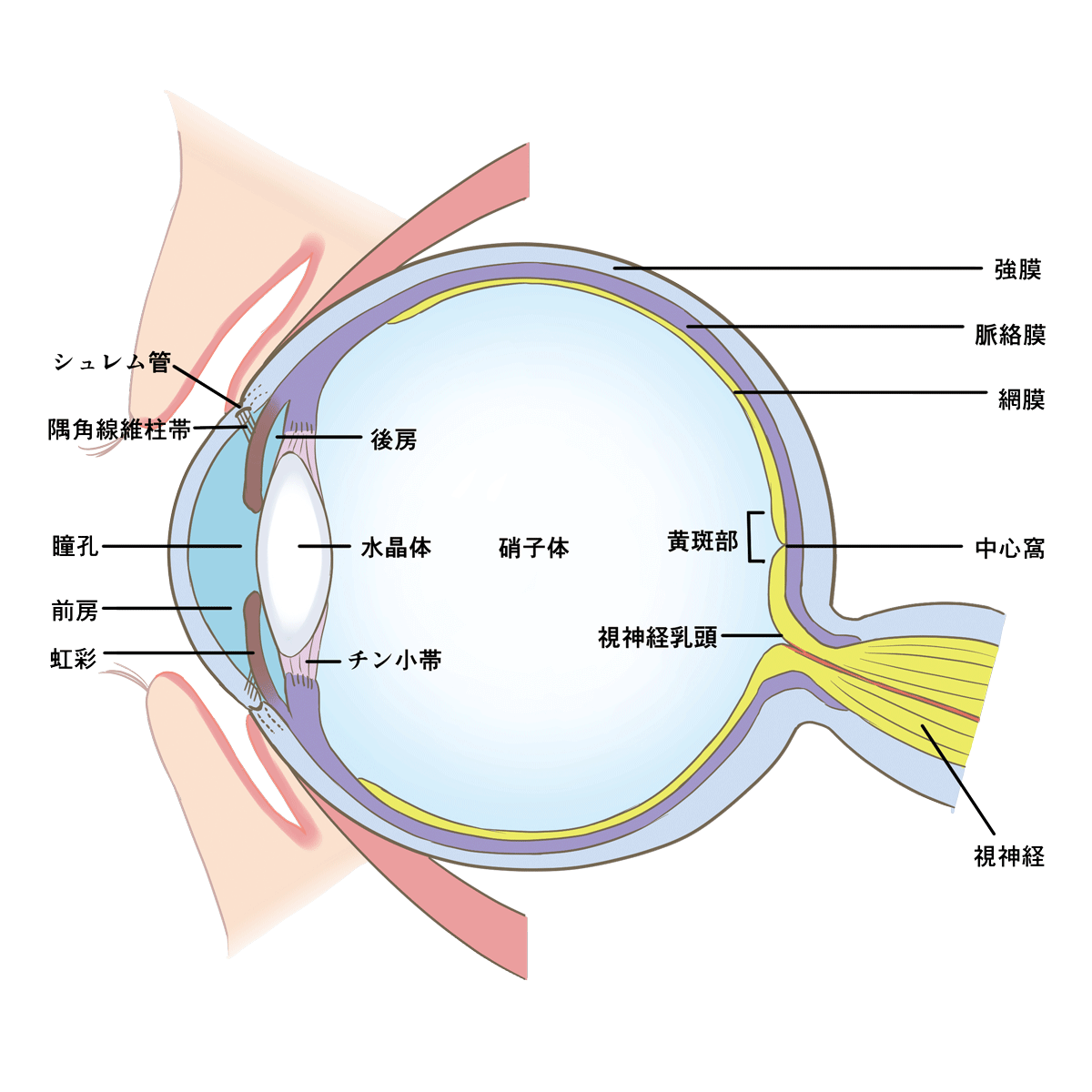 eyeball-anatomy (1).png